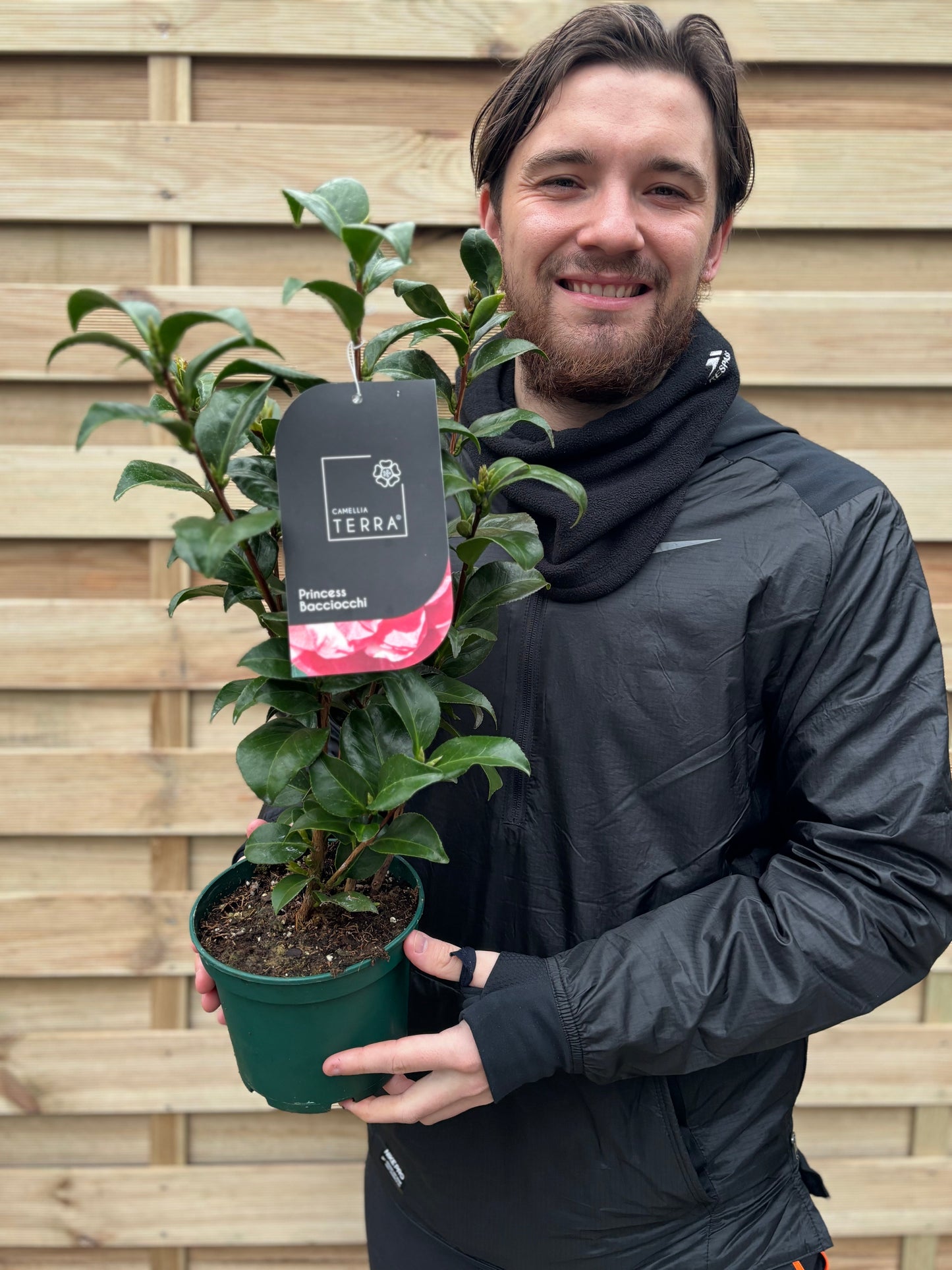 Camellia japonica 'Princess Bacchiocci' 40-50cm