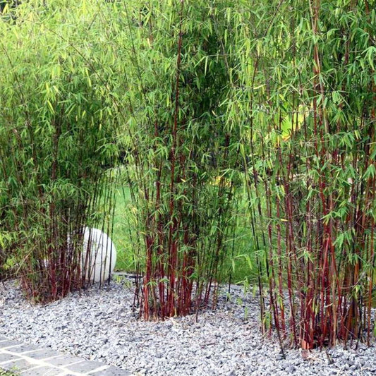 Umbrella Bamboo - 18 pcs. - Fargesia 'Asian Wonder' - Height 25-40cm - ⌀13cm