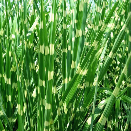 Chinese silver grass - Miscanthus sinensis 'Zebrinus' - Height 20-30cm - ⌀23cm
