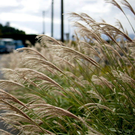 Chinese silver grass - Miscanthus 'Kleine Silberspinne - Height 20-30cm - ⌀23cm