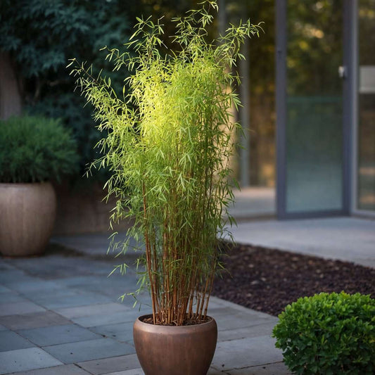 Chinese fountain bamboo - 12 pcs. - Fargesia 'Red Dragon' - H50-70cm - ⌀17cm