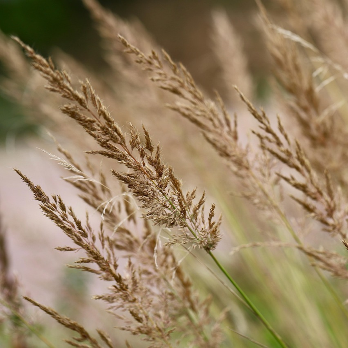 Feather Reed Grass - Calamagrostis 'Karl Foerster' - Height 40-60cm - ⌀23cm