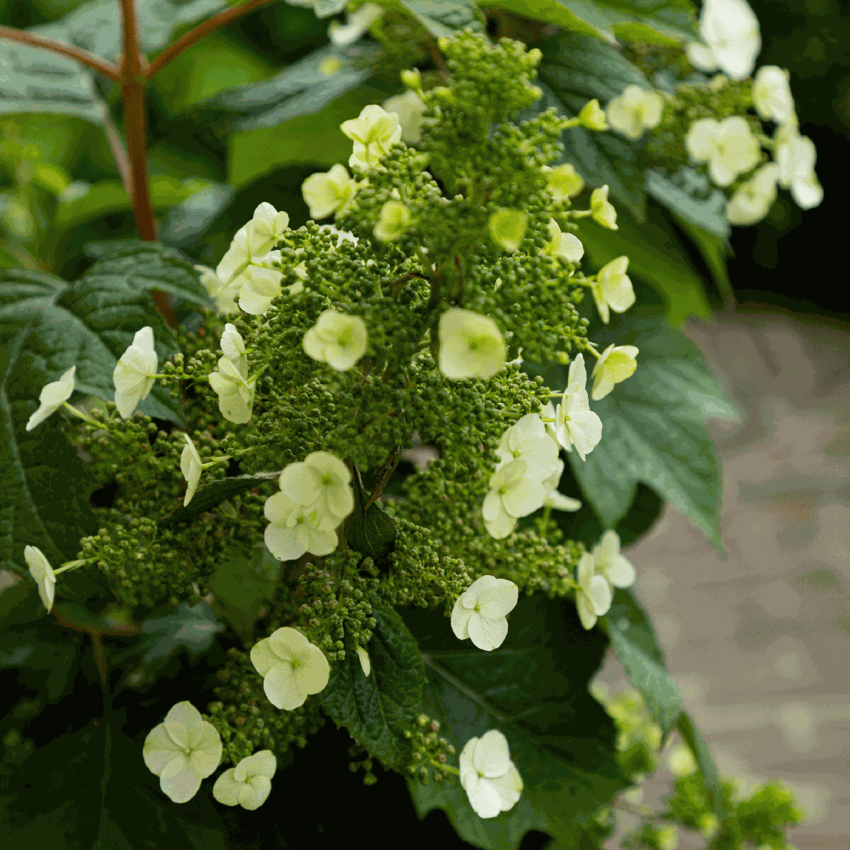 Hortensia - Hydrangea paniculata 'Toy Soldier' - Height 25-40cm - ⌀19cm