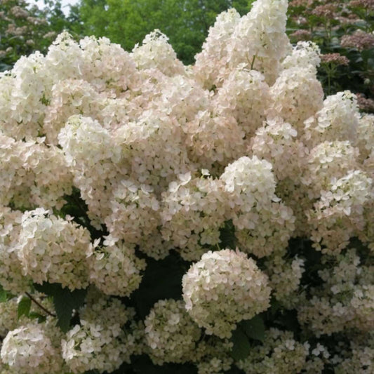 Hortensia - 2 pcs. - Hydrangea paniculata 'Bobo' - Height 25-40cm - ⌀19cm