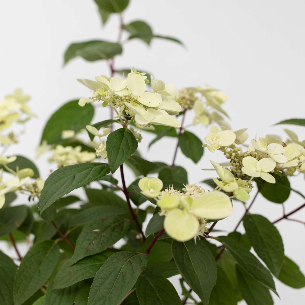Hortensia - Hydrangea paniculata 'Wim's Red' - Height 25-40cm - ⌀19cm