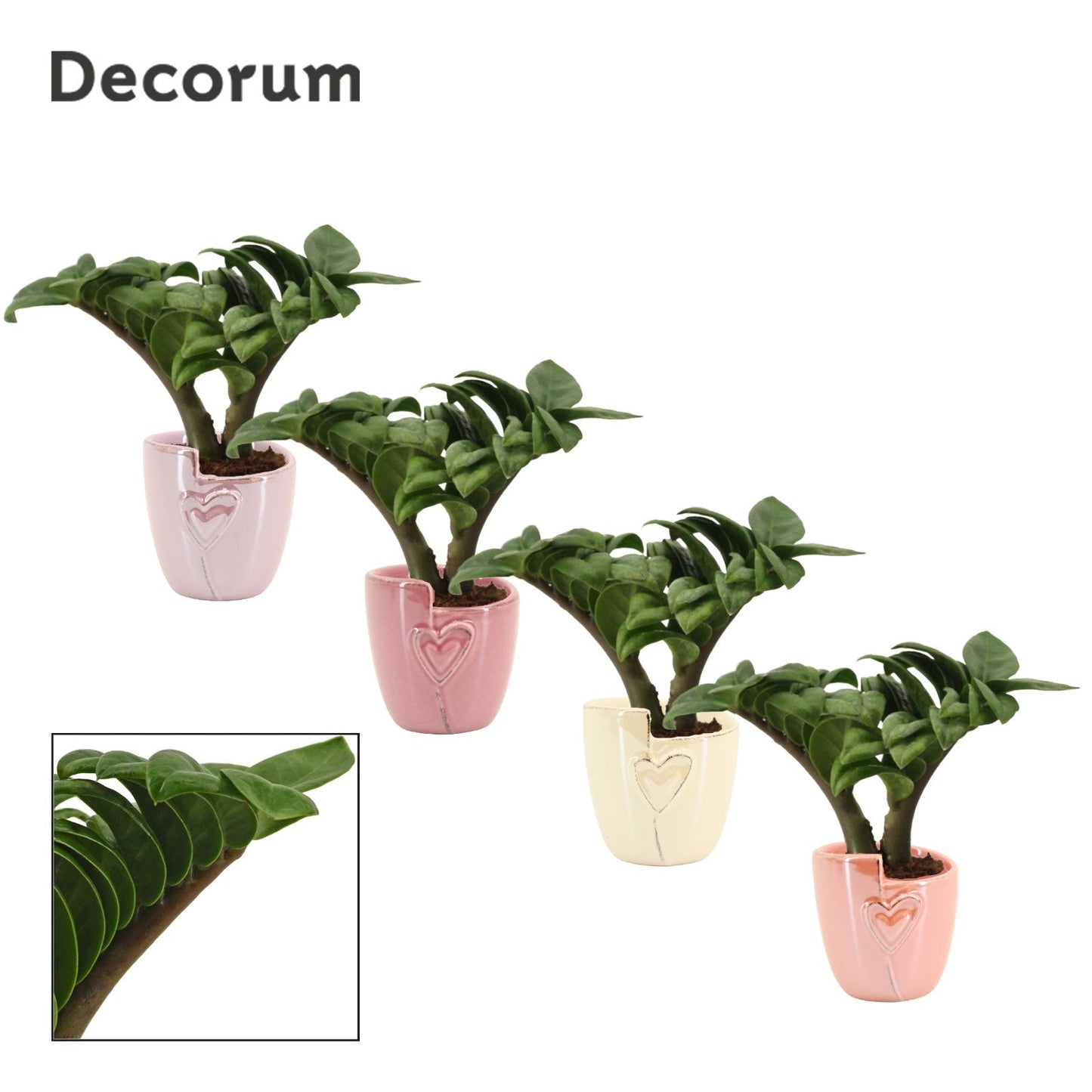 Zamioculcas Zenzi V-Leaf 6 cm Decorum, 2 veren in