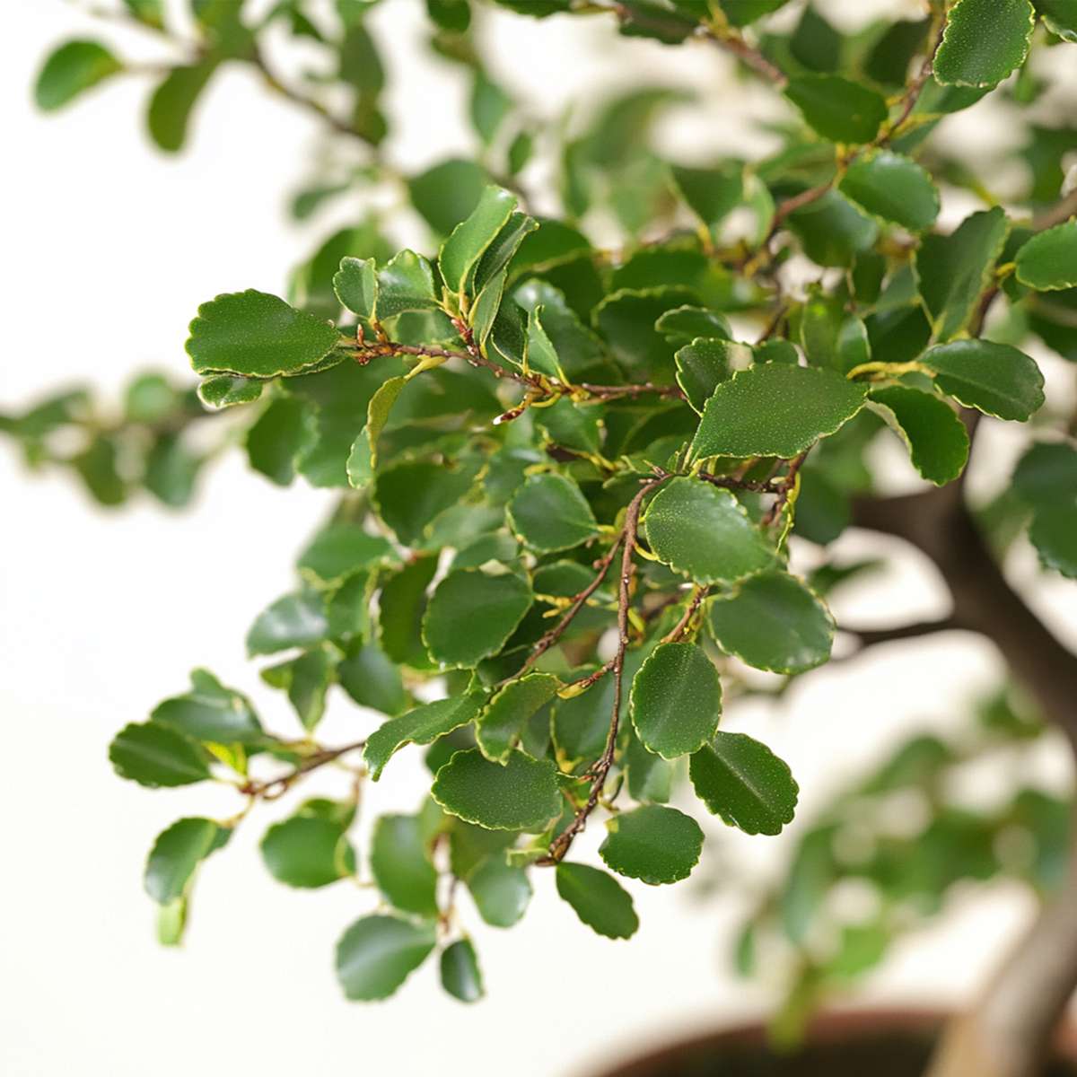 Bonsai tree - Zelkova serrata - Height 20-30cm - ⌀20cm