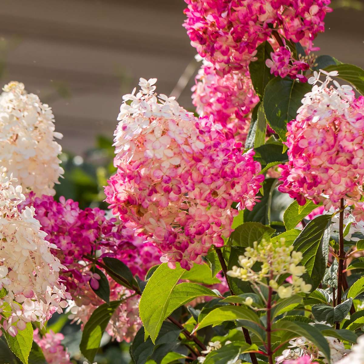 Hortensia - 24 pcs. - Hortensia paniculata - Height 25-35cm - ⌀9cm