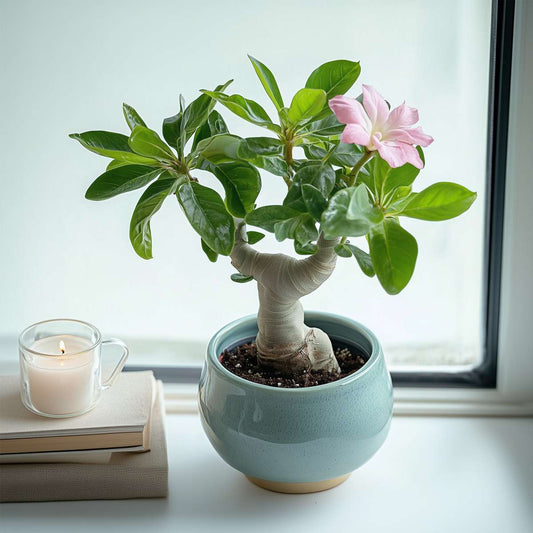 Desert rose - 2 pcs. - Adenium obesum - Height 25-40cm - ⌀10,5cm