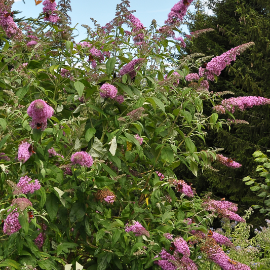 Summer lilac - 3 pcs. - Buddleja davidii 'Pink Delight' - Height 25-40cm - ⌀9cm