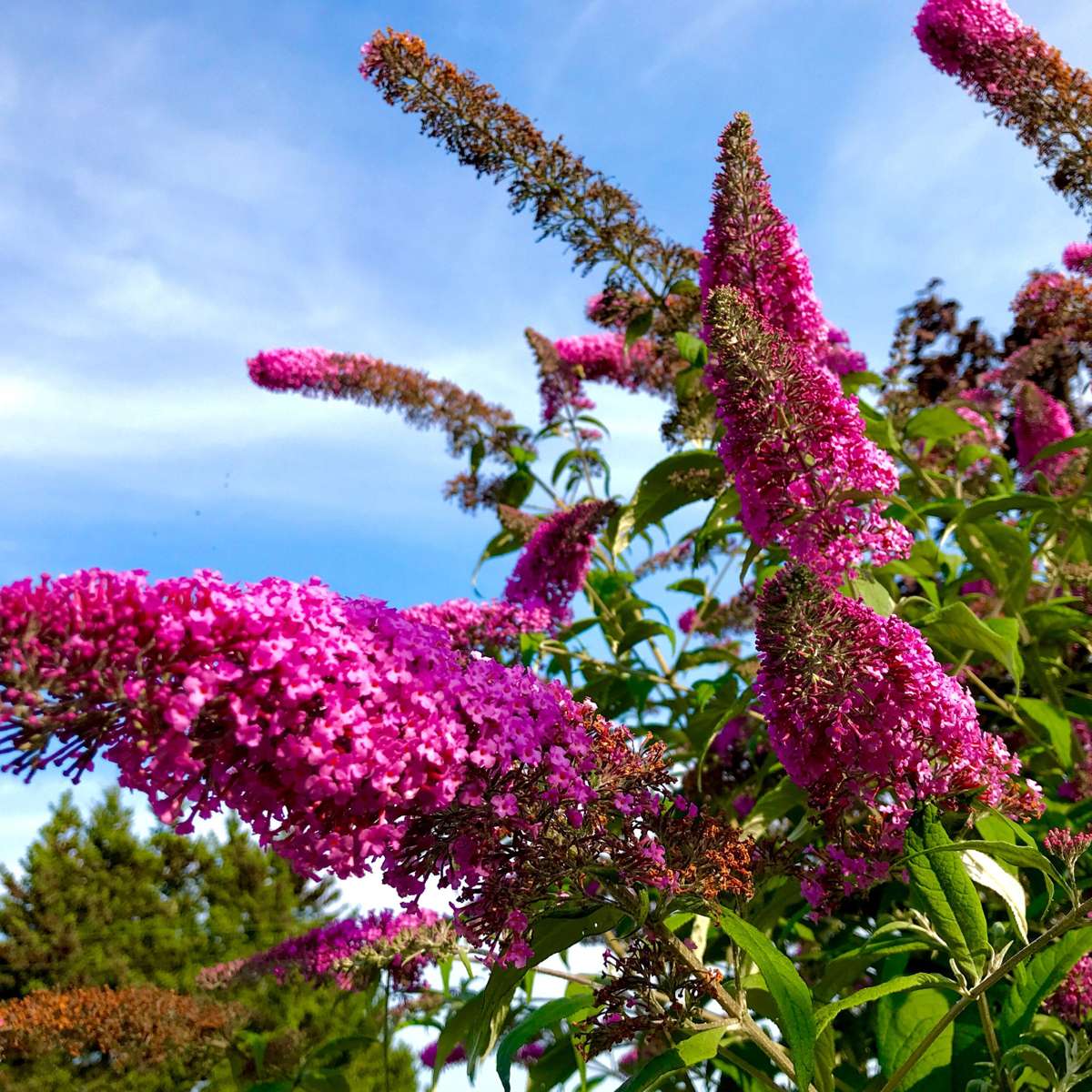 Summer lilac - 3 pcs. - Buddleja davidii 'Pink Delight' - Height 25-40cm - ⌀9cm