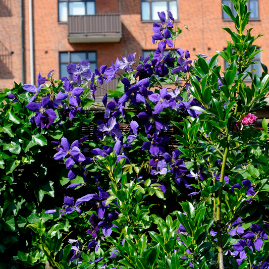 Leather flower - 3 pcs. - Clematis 'The President' - Height 25-40cm - ⌀9cm