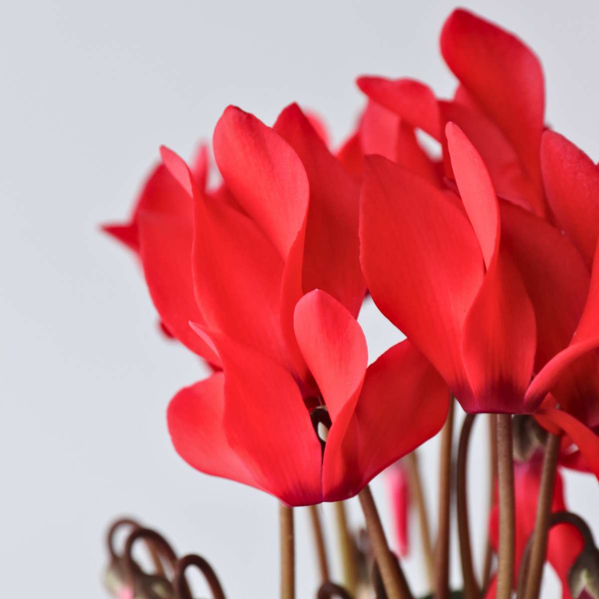 Cyclamen - 6 pcs. - Cyclamen persicum 'Winfall Scarlet' - Height 10-20cm - ⌀9cm