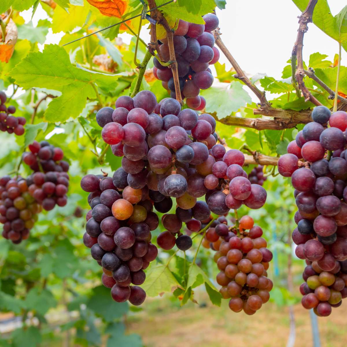 Common grape vine - 24 pcs. - Vitis vinifera - Height 25-40cm - ⌀9cm