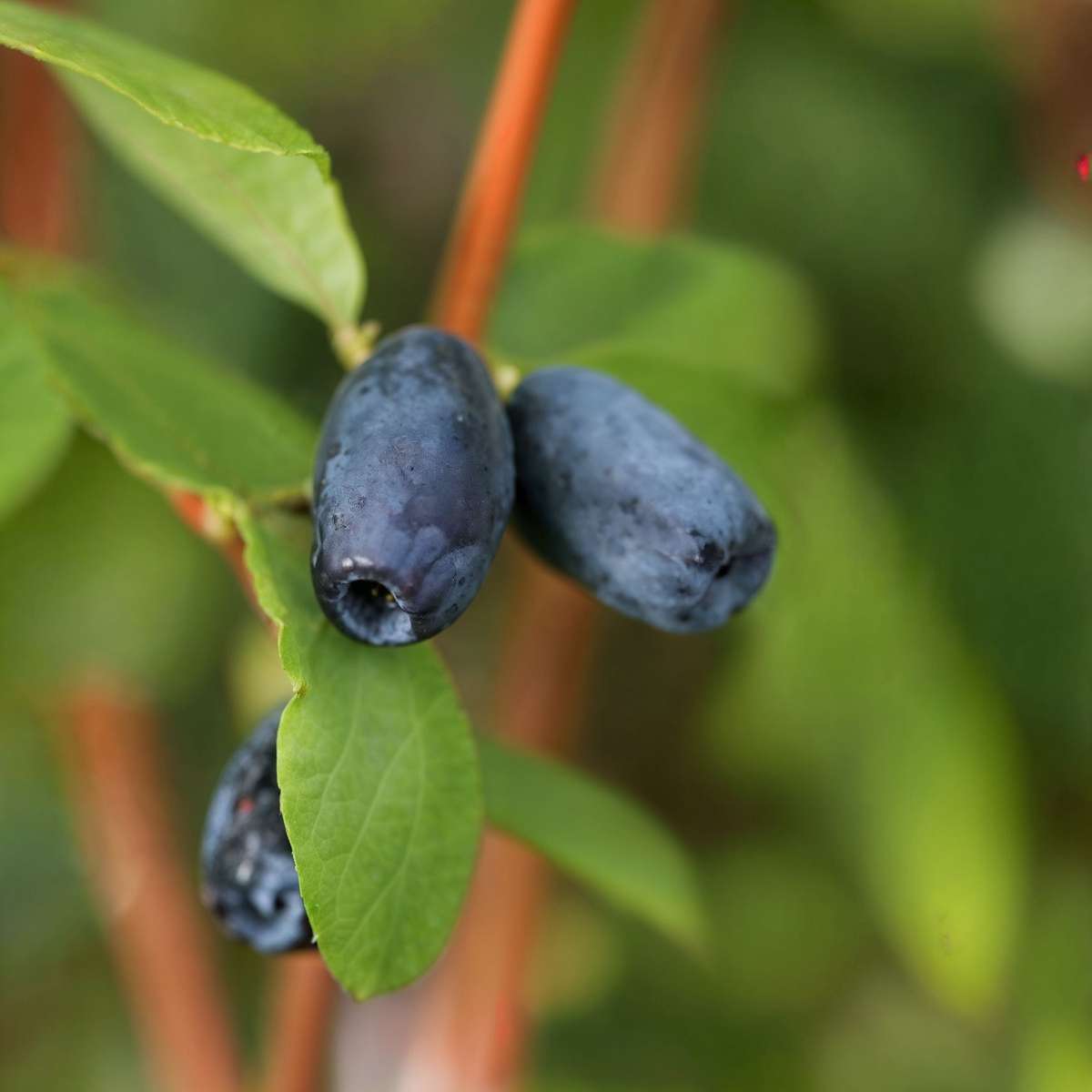 Haskap Berry - 6 pcs. - Lonicera kamtchatica - Height 25-40cm - ⌀9cm