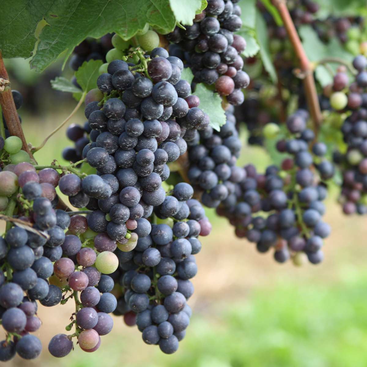 Common grape vine - 3 pcs. - Vitis vinifera 'Cabernet franc' - H25-40cm - ⌀9cm