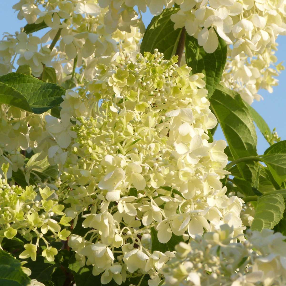 Hortensia - 6 pcs. - Hydrangea macrophylla - Height 25-40cm - ⌀10,5cm