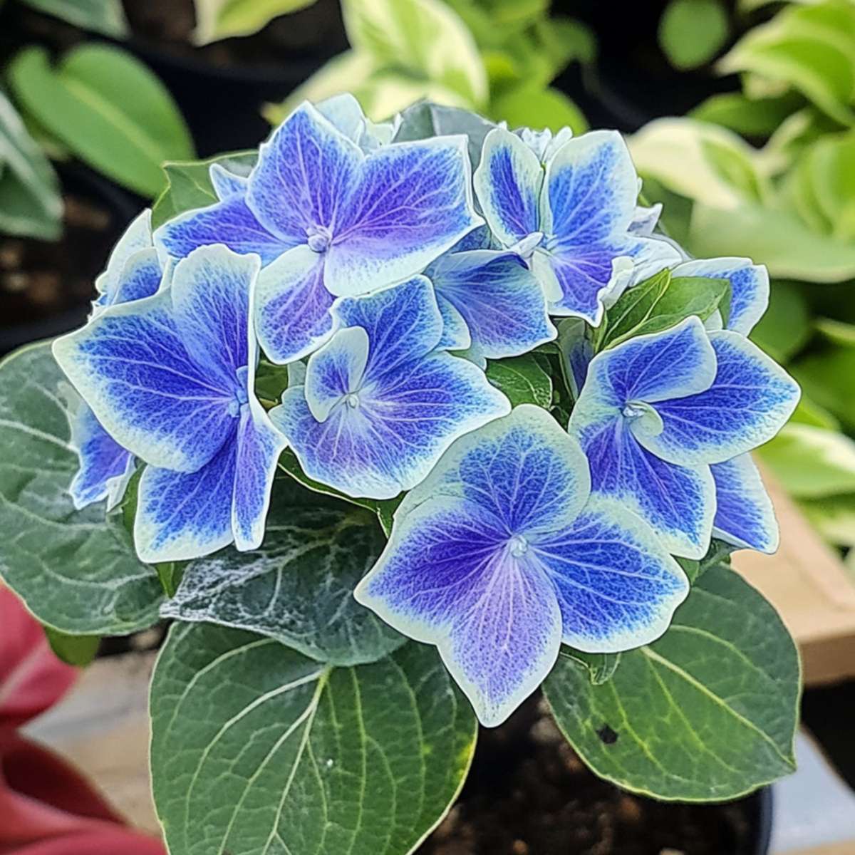 Hortensia - 3 pcs. - Hydrangea macrophylla 'Bavaria' - Height 25-40cm - ⌀9cm