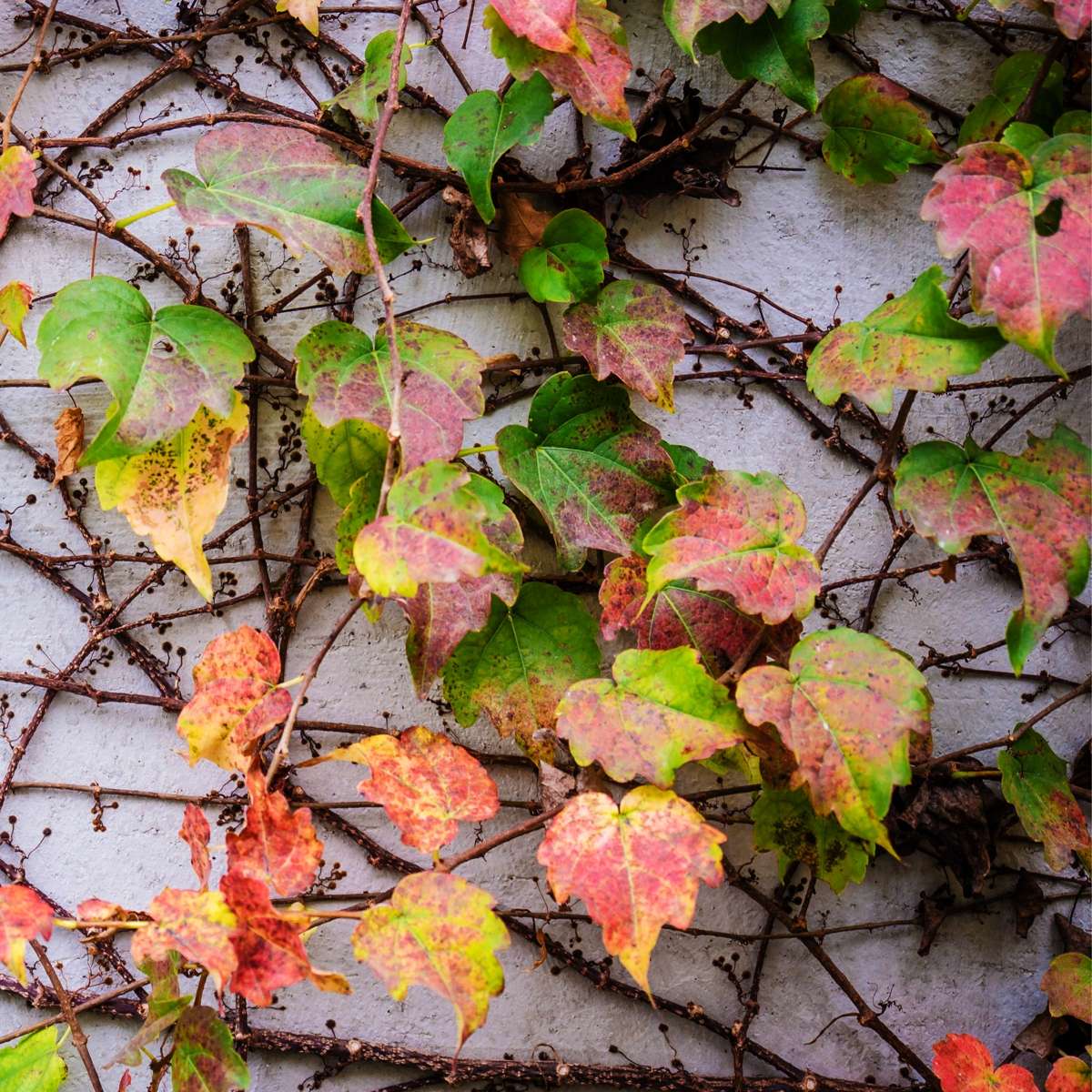 Virginia creeper - 3 pcs. - Parthenocissus quinquefolia - Height 25-40cm - ⌀9cm