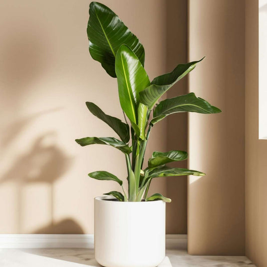 Bird of Paradise - 3 pcs. - Strelitzia reginea - Height 25-40cm - ⌀9cm