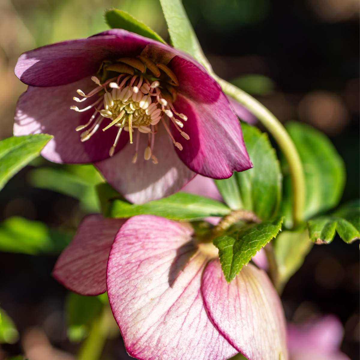 Lenten Rose - 6 pcs. - Helleborus orientalis - Height 20-30cm - ⌀12cm