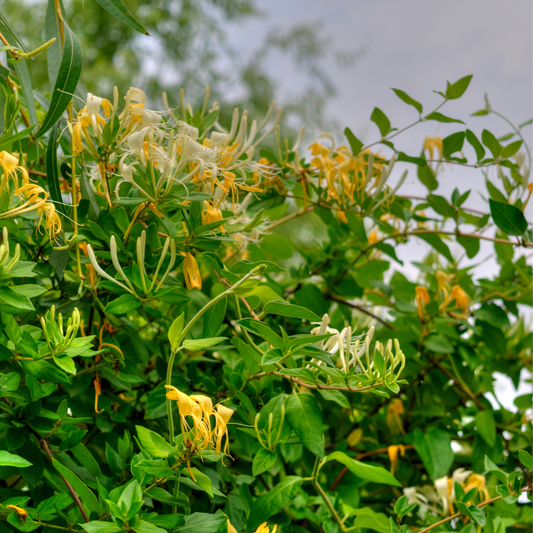 Haskap Berry - 3 pcs. - Lonicera kamtchatica - Height 25-40cm - ⌀9cm