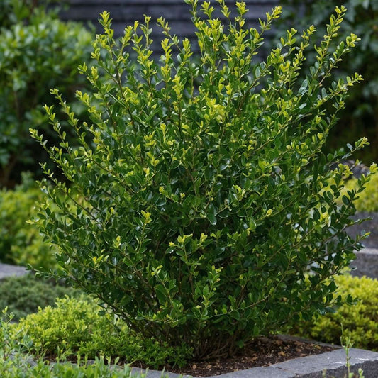Japanese holly - 48 pcs. - Ilex crenata 'Jenny' - Height 10-20cm - ⌀9cm