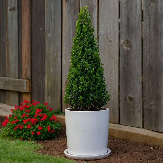 Japanese holly - Ilex crenata 'Jenny' - Height 55-65cm - ⌀21cm
