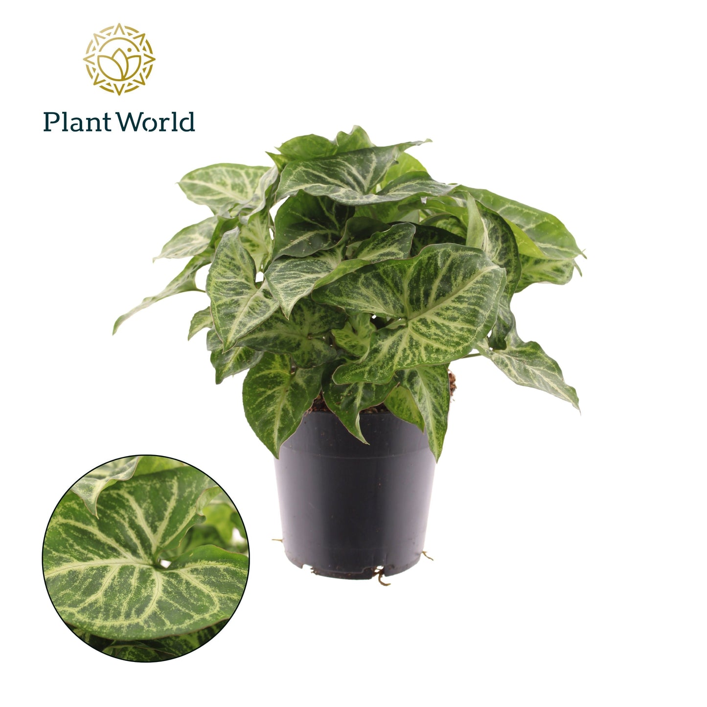 Syngonium Arrow Feel Green