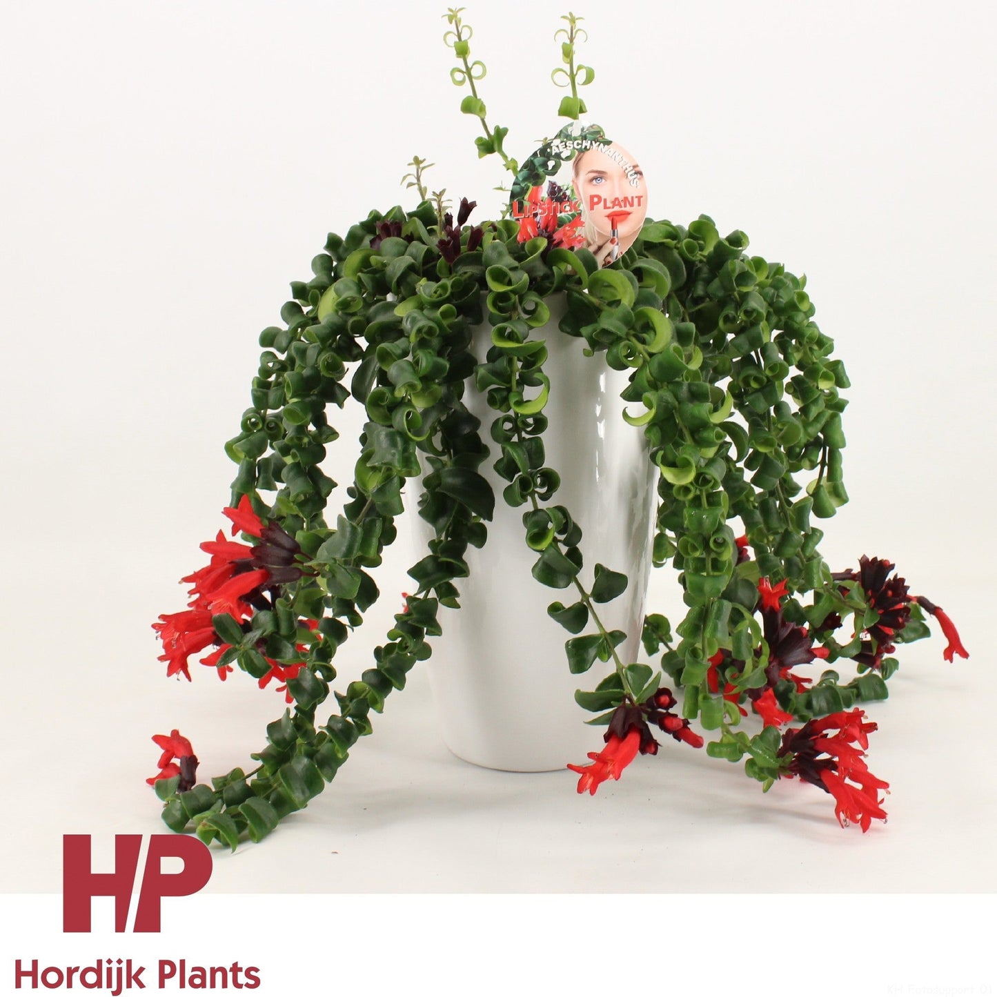 Aeschynanthus Bluster Keramiek Wit