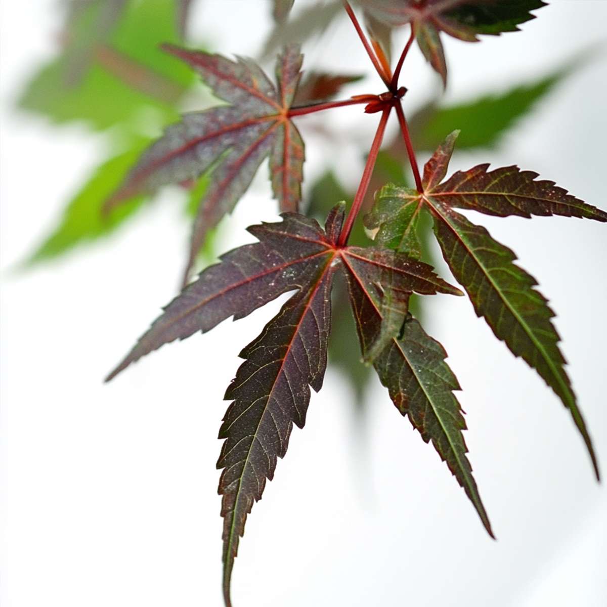 Japanese maple - 2 pcs. - Acer palmatum 'Starfish' - Height 60-70cm - ⌀19cm