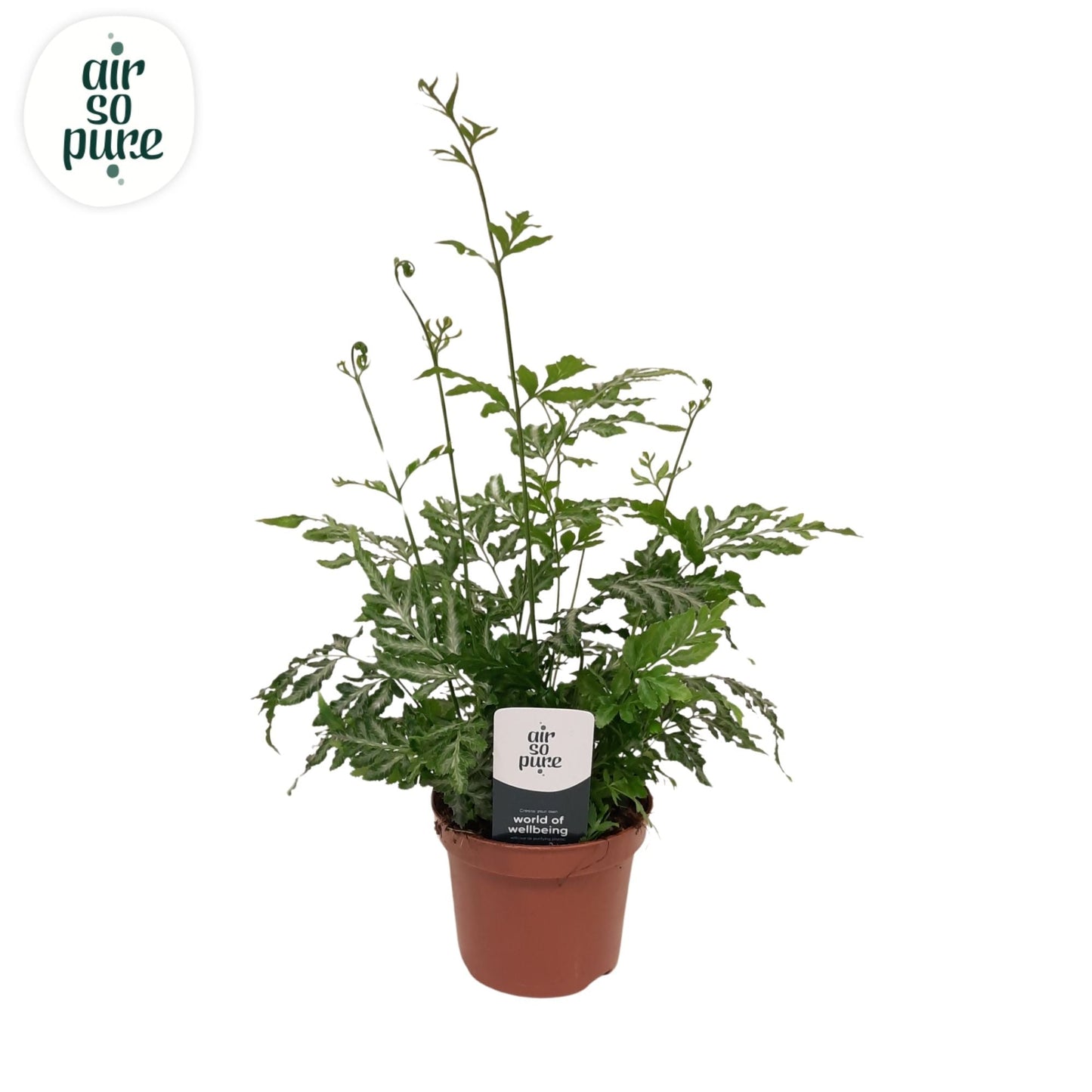Pteris Evergemiensis