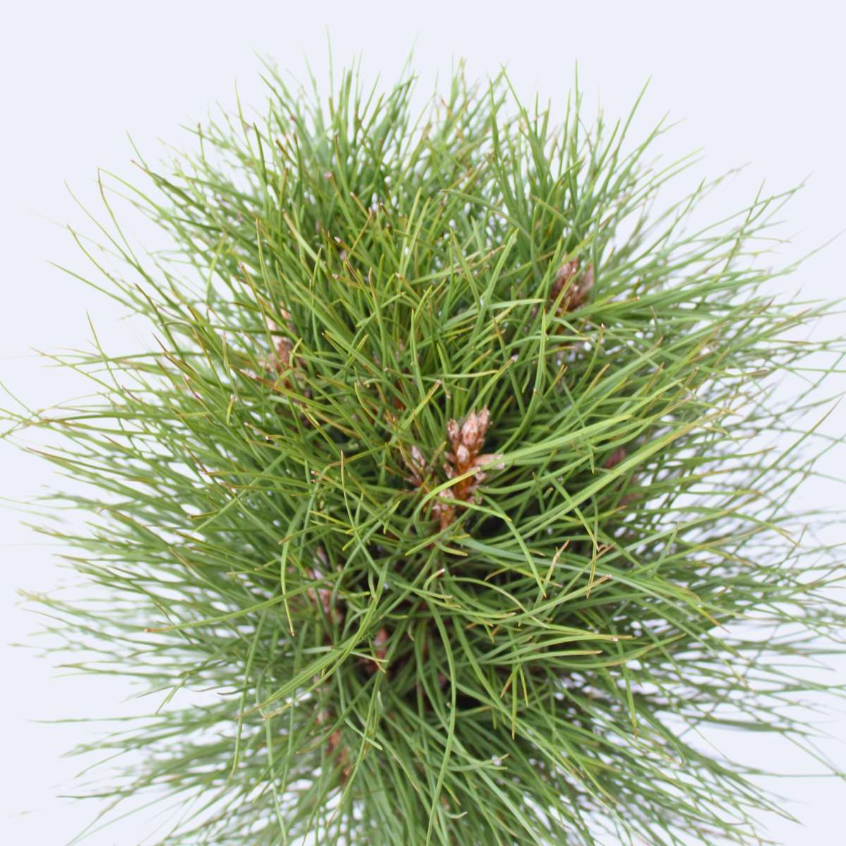 Pine - Pinus 'Summer Breeze' - Height 70-80cm - ⌀24cm