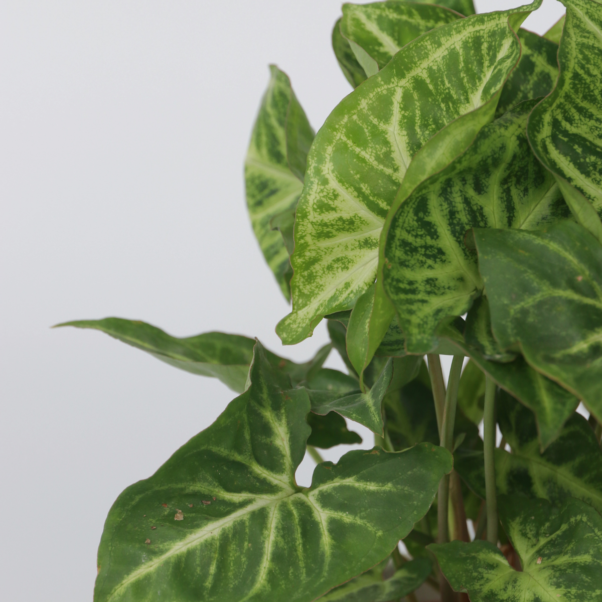 Arrowhead Plant Red Heart - 2 pcs. - Syngonium 'Pixie' - Height 25-40cm - ⌀12cm