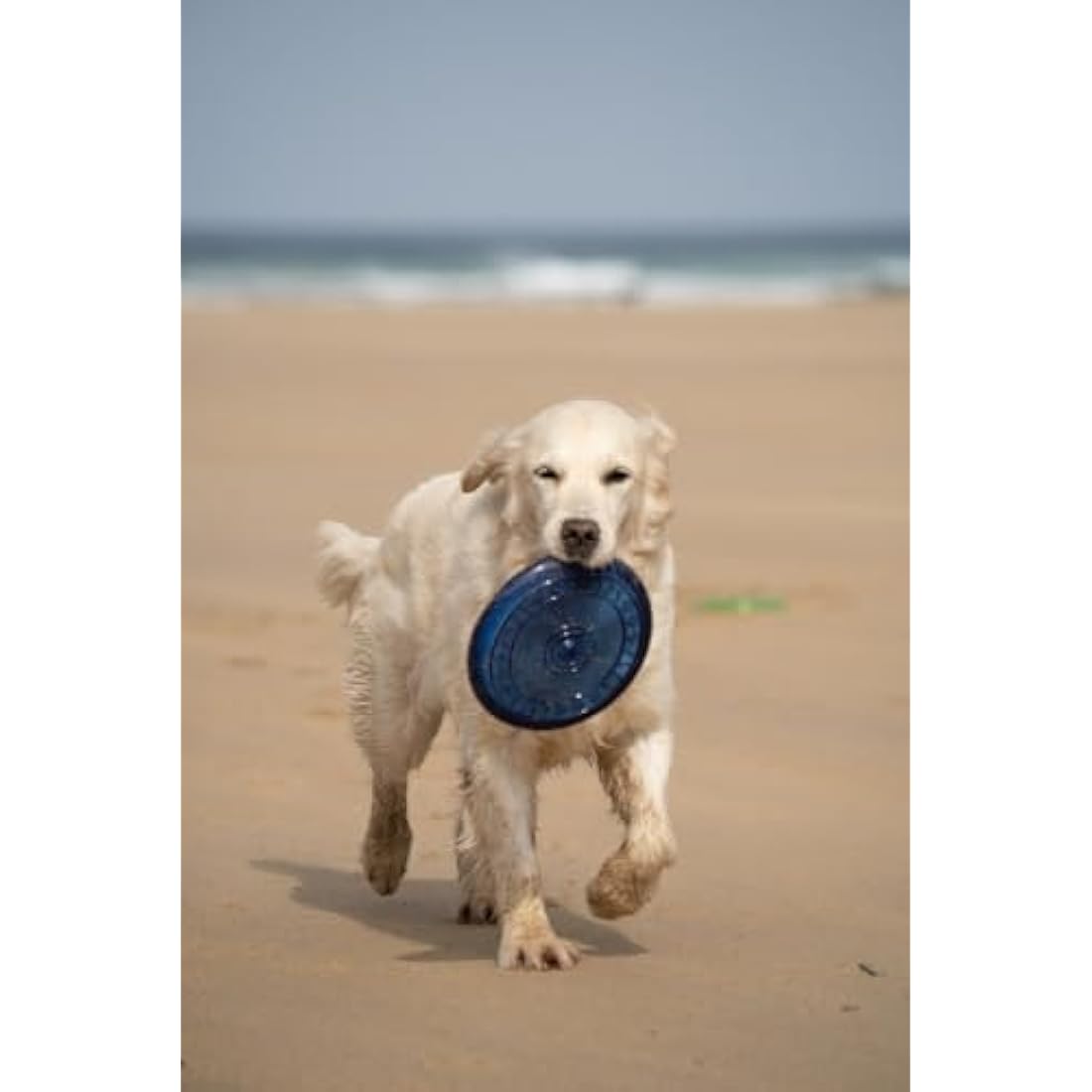 Petface Toyz Rubber Frisbee Dog Toy - Colour May Vary