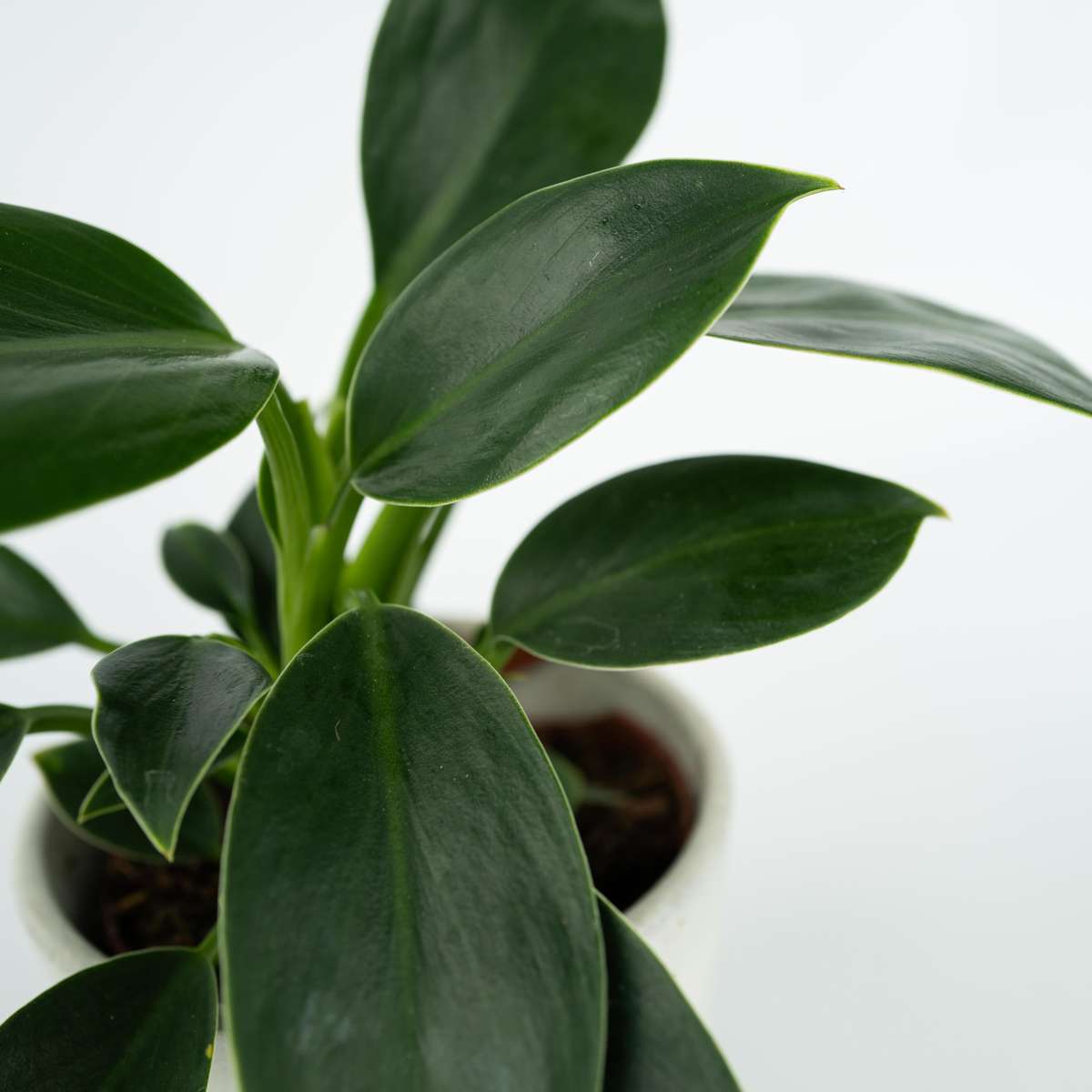 Sweetheart Plant - Philodendron 'Green Princess' - Height 20-30cm - ⌀12cm