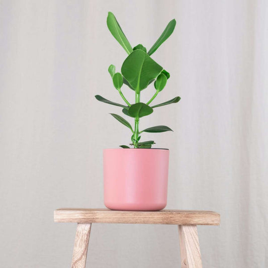 Autograph tree - 4 pcs. - Clusia rosea 'Princess' - Height 25-35cm - ⌀12cm