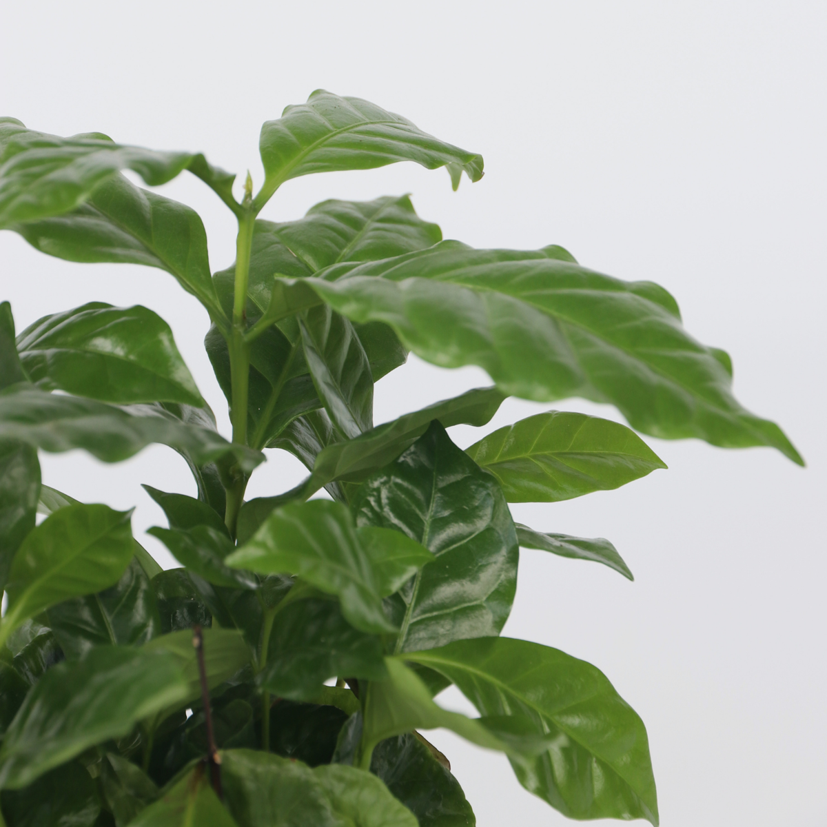 Coffee plant - 2 pcs. - Coffea arabica - Height 25-40cm - ⌀12cm
