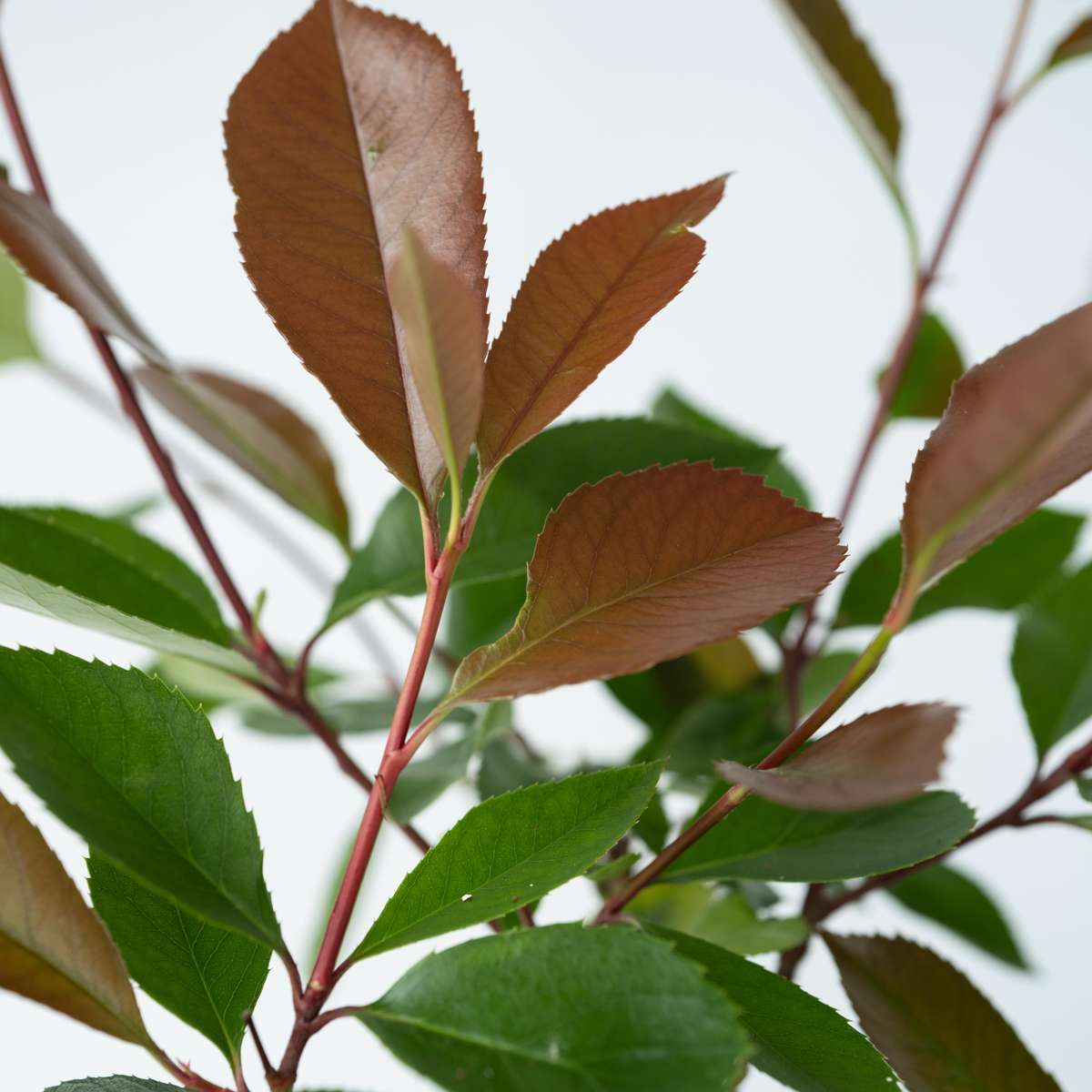 Christmas berry - 2 pcs. - Photinia fraseri 'Red Robin' - Height 30-40cm - ⌀17cm