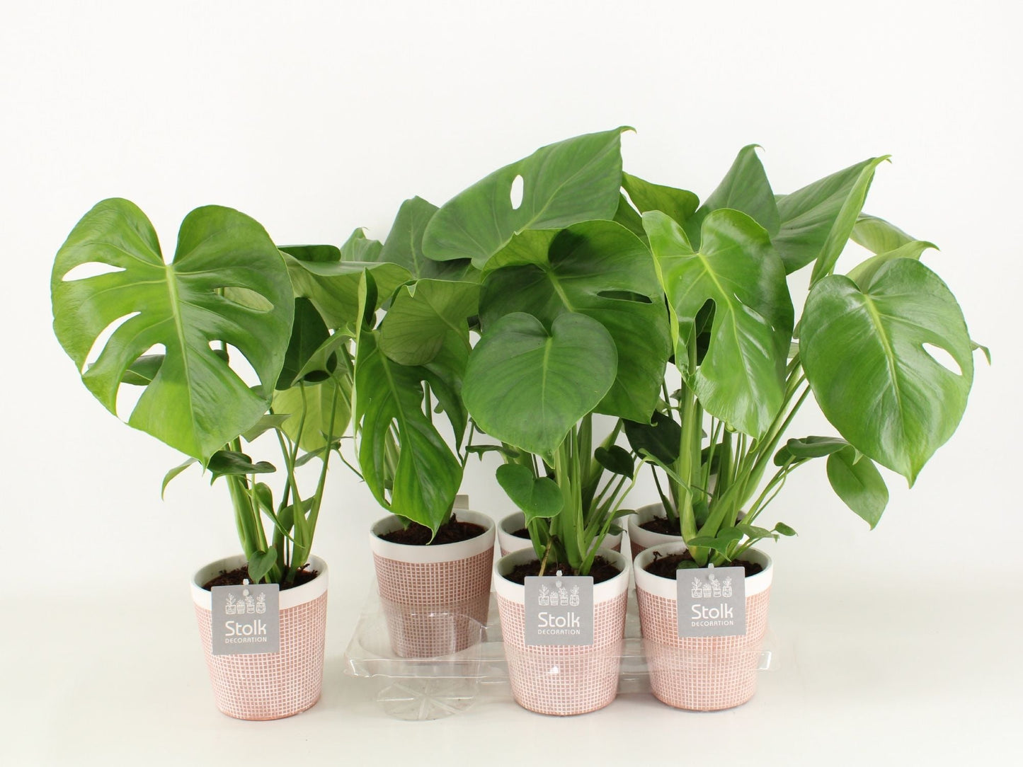 Monstera Deliciosa Keramiek Terracotta