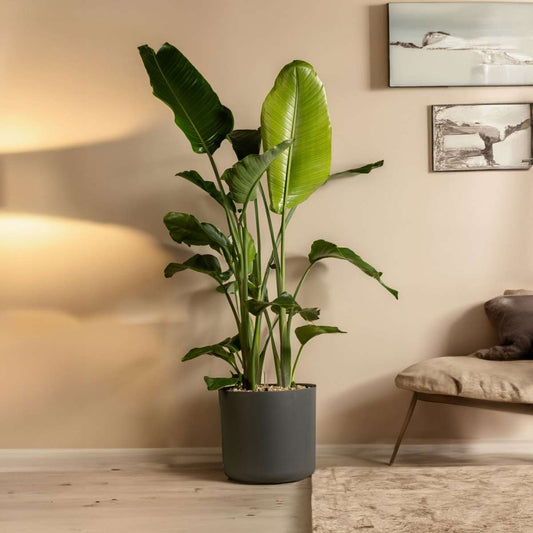 Giant Bird of Paradise - 2 pcs. - Strelitzia nicolai - Height 55-70cm - ⌀17cm