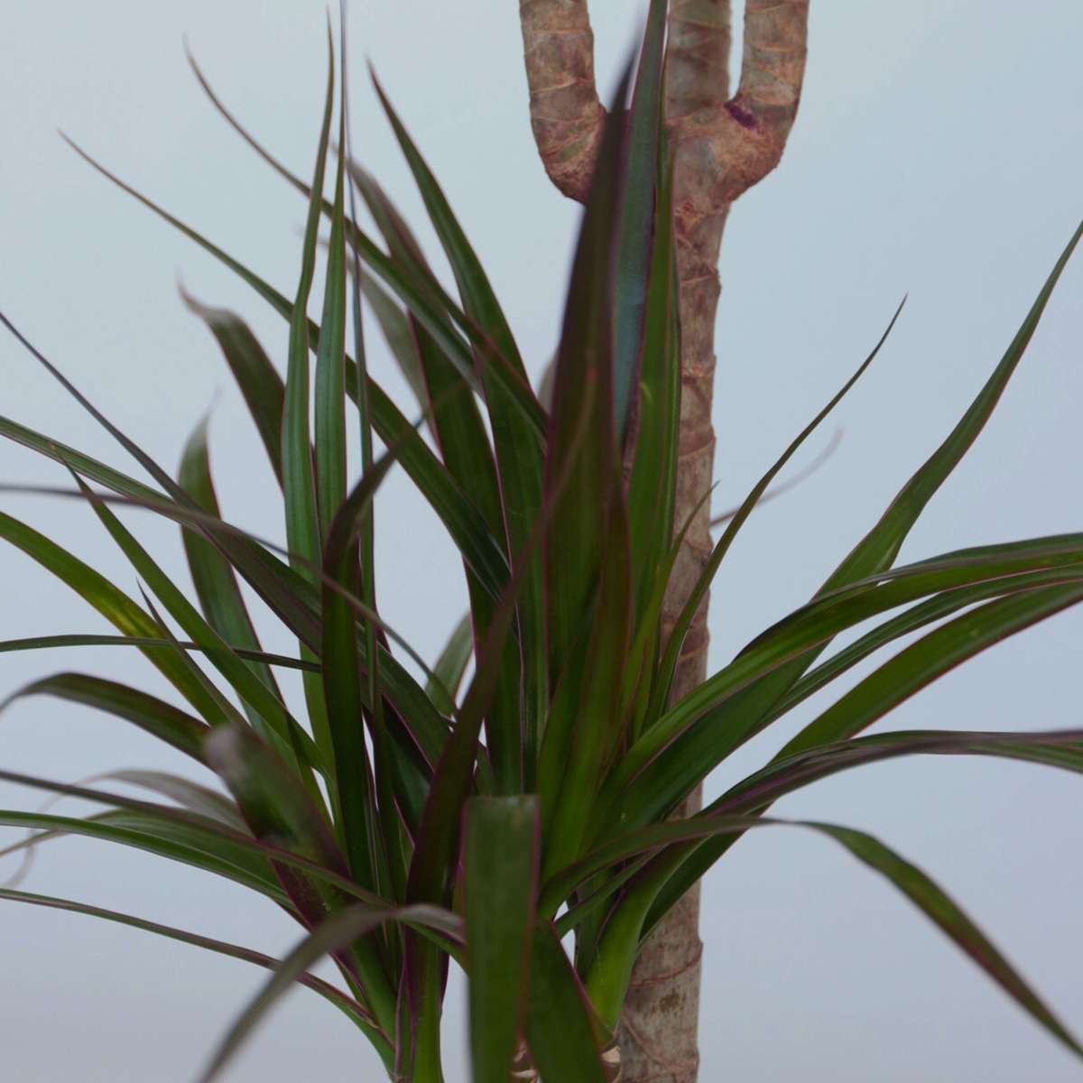 Madagascar Dragon Tree - 4 pcs. - Dracaena marginata - Height 70-80cm - ⌀17cm