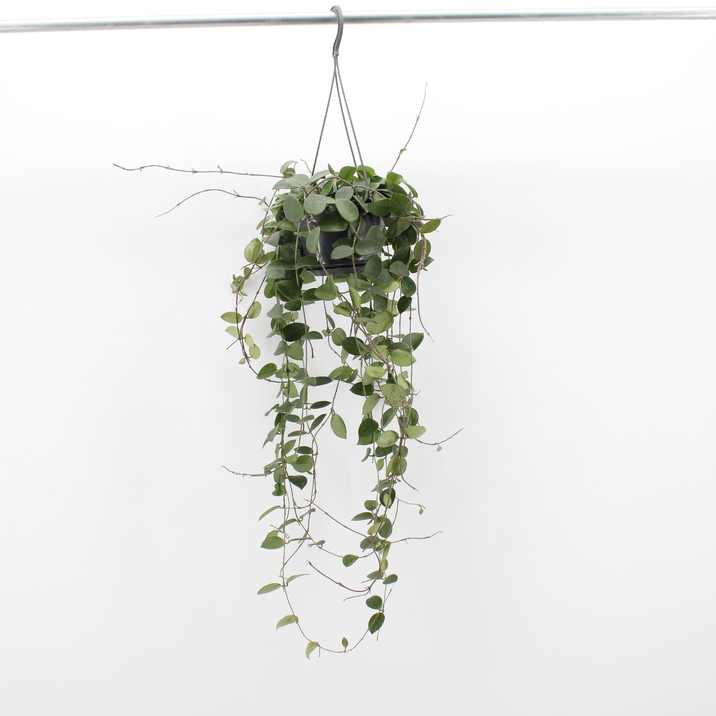 Hoya Chouke