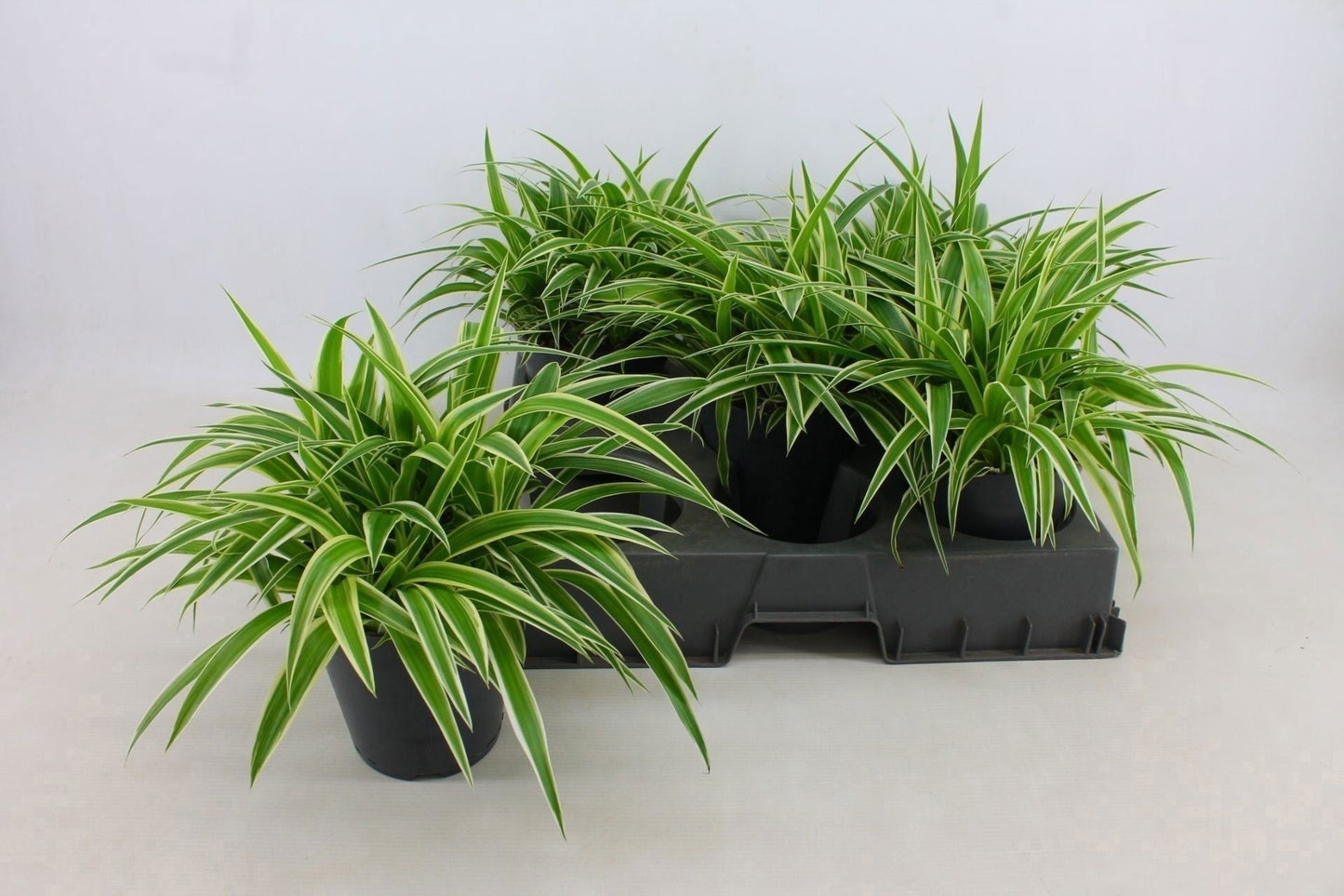 Chlorophyttum Ocean