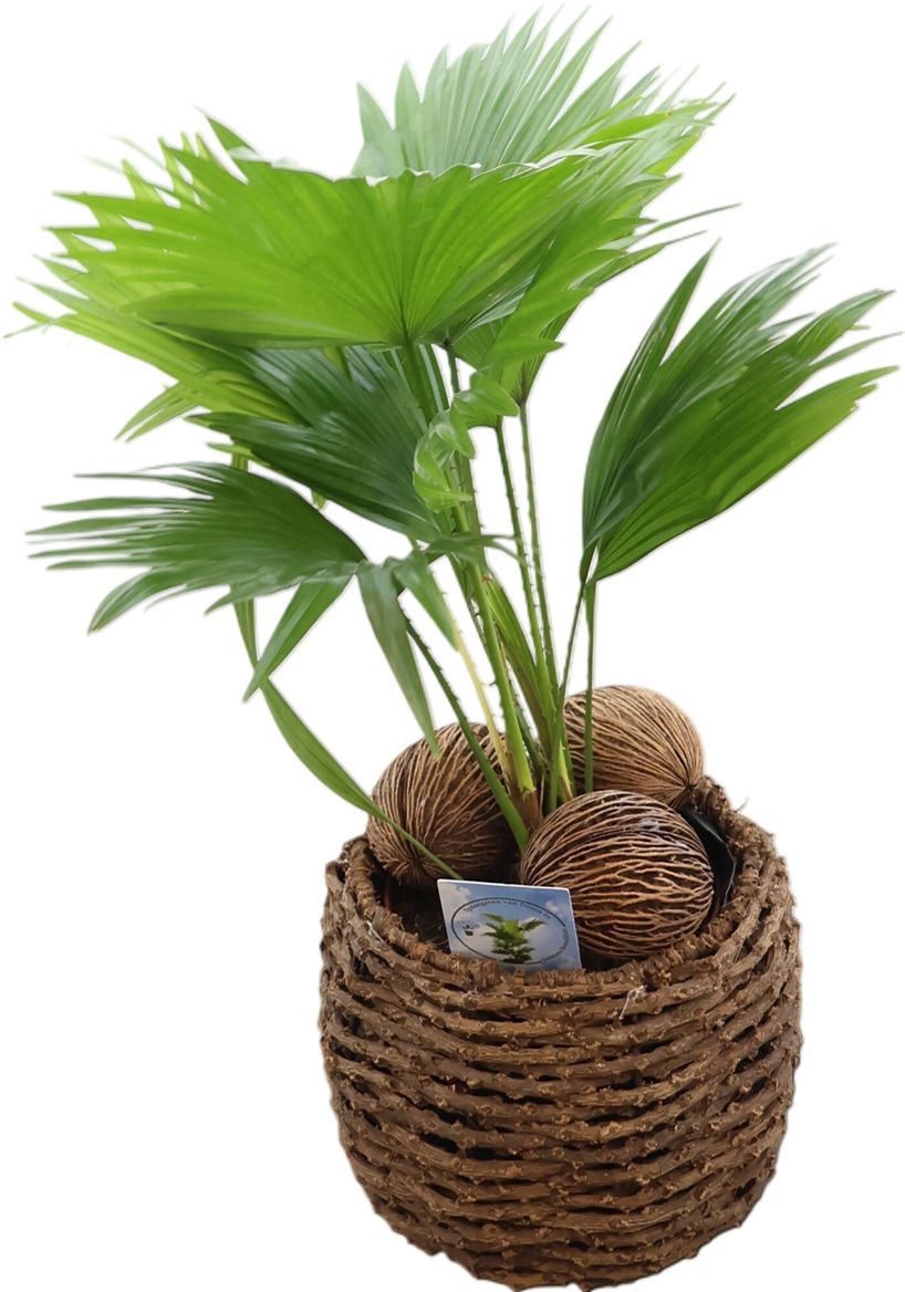 Livistona Rotundifolia Mand Ella
