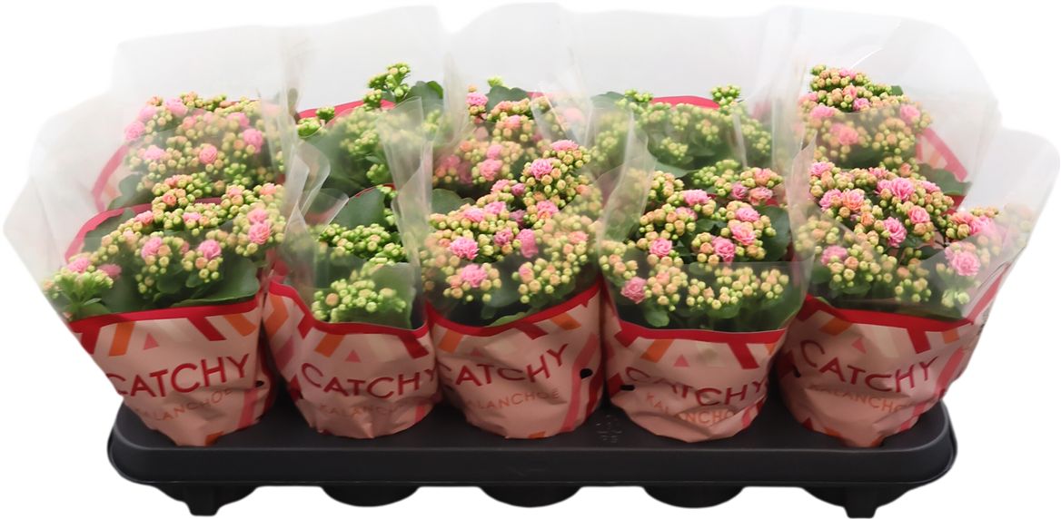 Kalanchoe Gev 2kl Roze - Wit Catchy Season