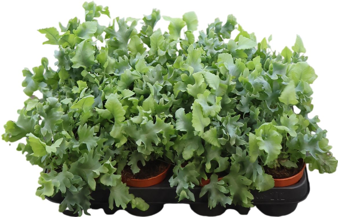 Phlebodium Davana