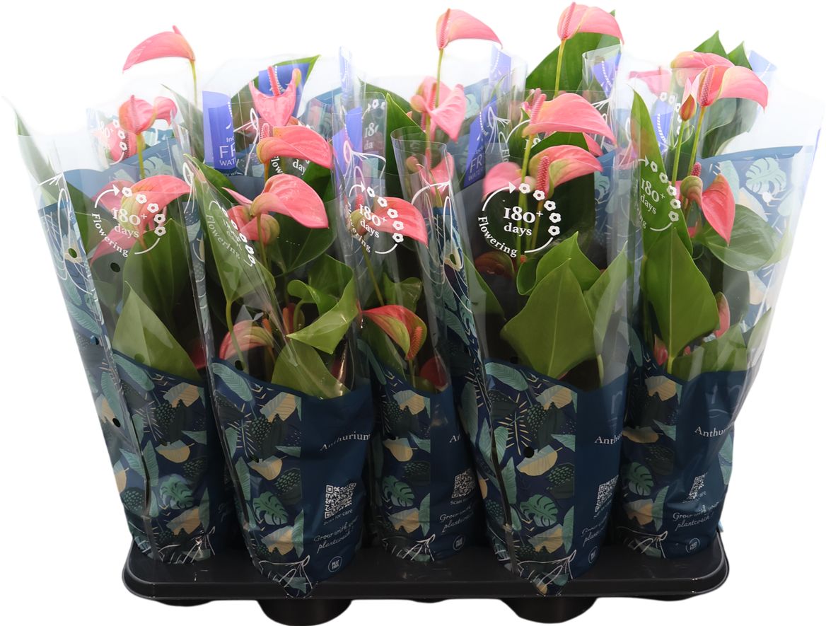 Anthurium An Joli