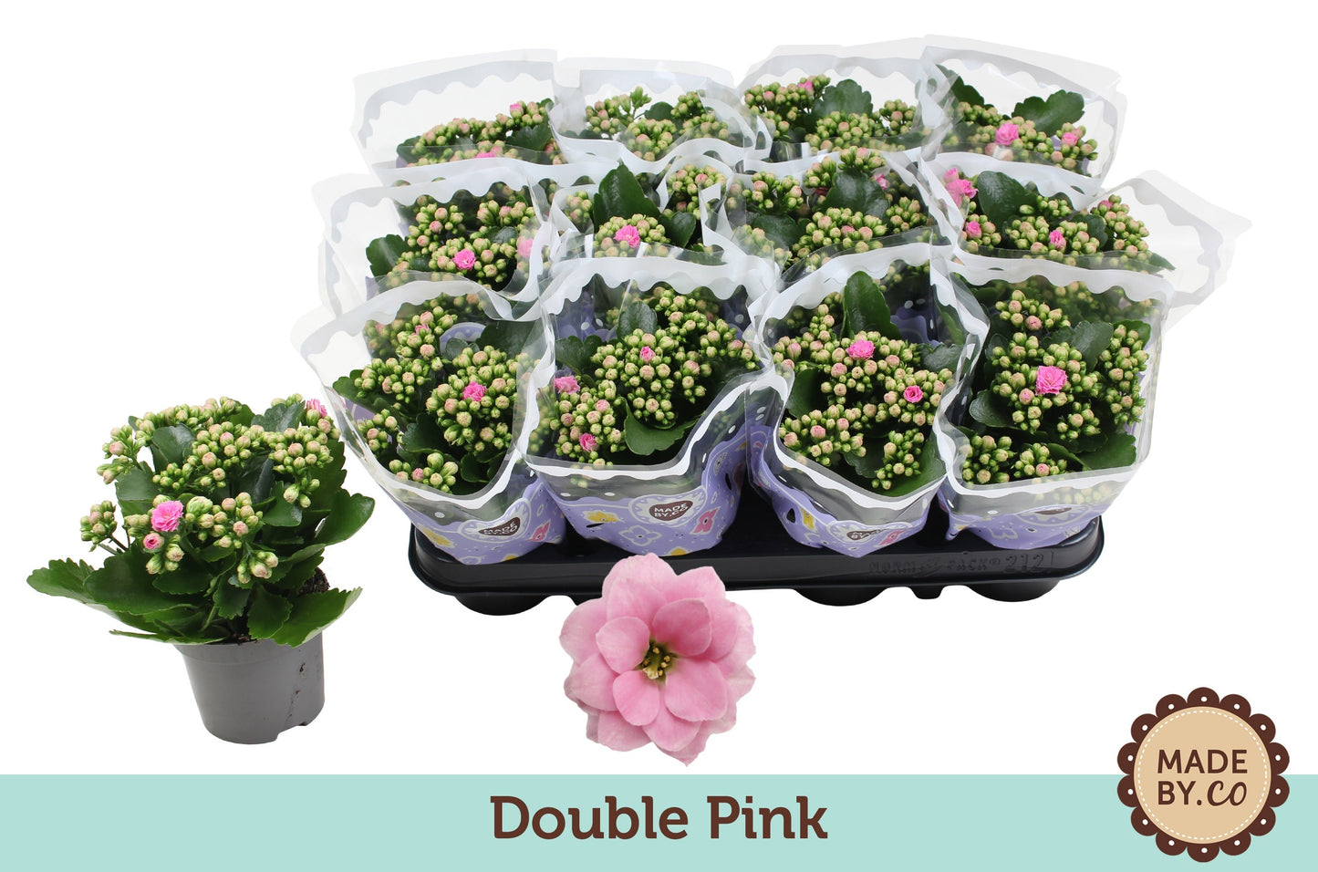 Kalanchoe Gev Roze