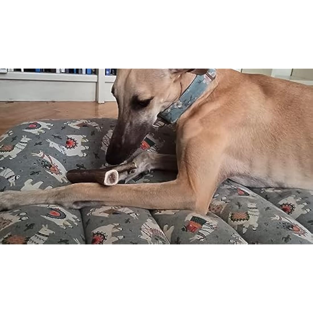 ARTISAN GIFT CO Naturally Shed 100% Natural Premium Deer Antler Chew for Dogs (XL - 2 Units)